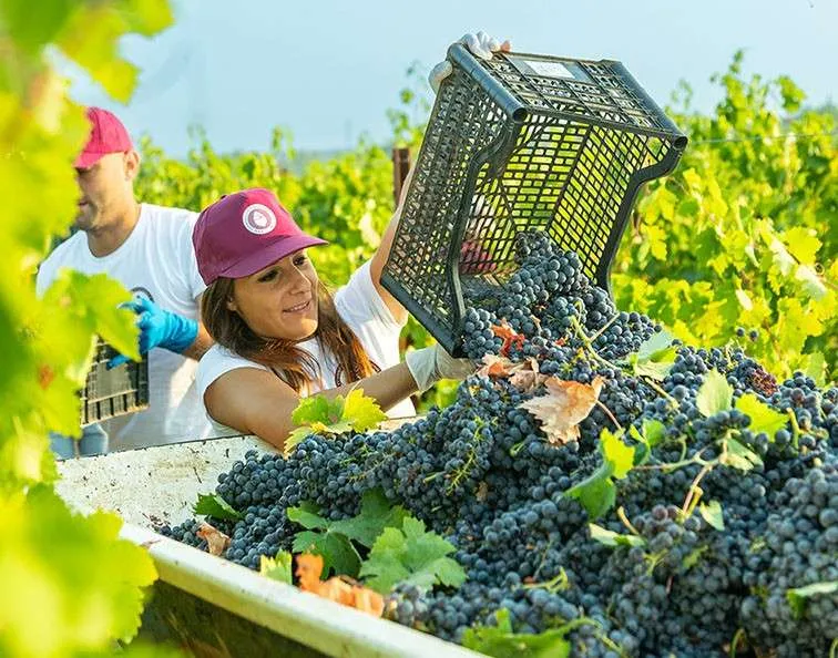Vendemmia 2024 per il Primitivo di Manduria Vendemmia 2024 per il Primitivo di Manduria