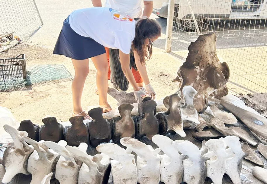 personale JDC esamina scheletro capodoglio a Polignano a Mare personale JDC esamina scheletro capodoglio a Polignano a Mare